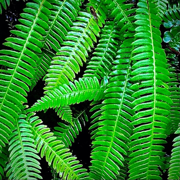 Meet your Posher, Jamie - Picture 1 of 1